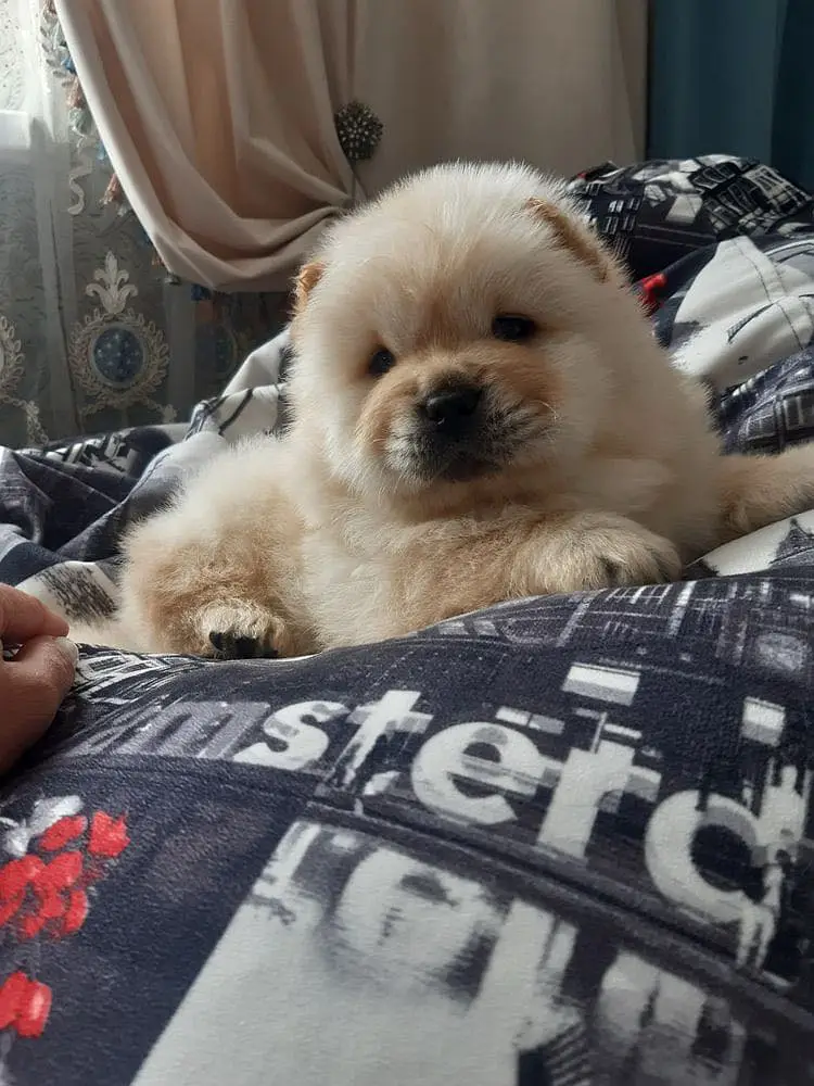 Chow Chow — photo 2