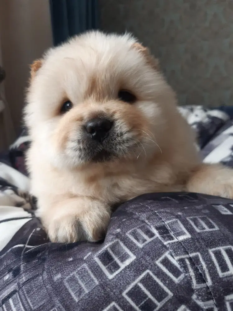 Chow Chow — photo 3