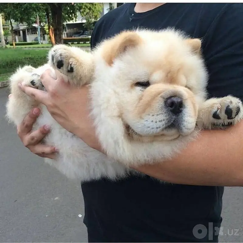 Chow Chow — photo 4