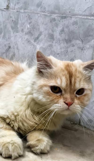 Persian Cat pair
