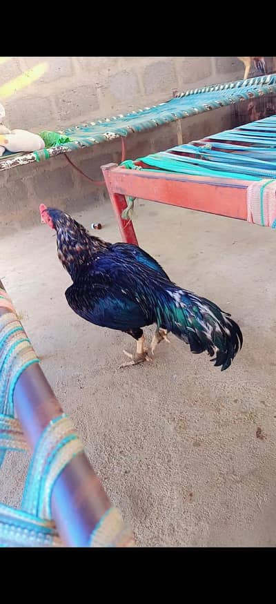 aseel mianwali lassani mushka or as ka 1 kanta bhi tuta hua hy
