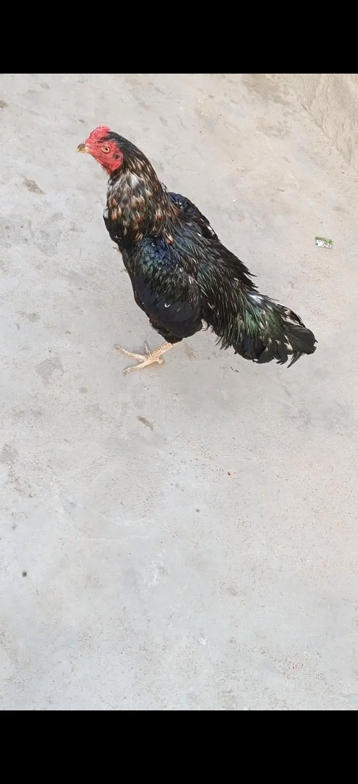 aseel mianwali lassani mushka or as ka 1 kanta bhi tuta hua hy — photo 2