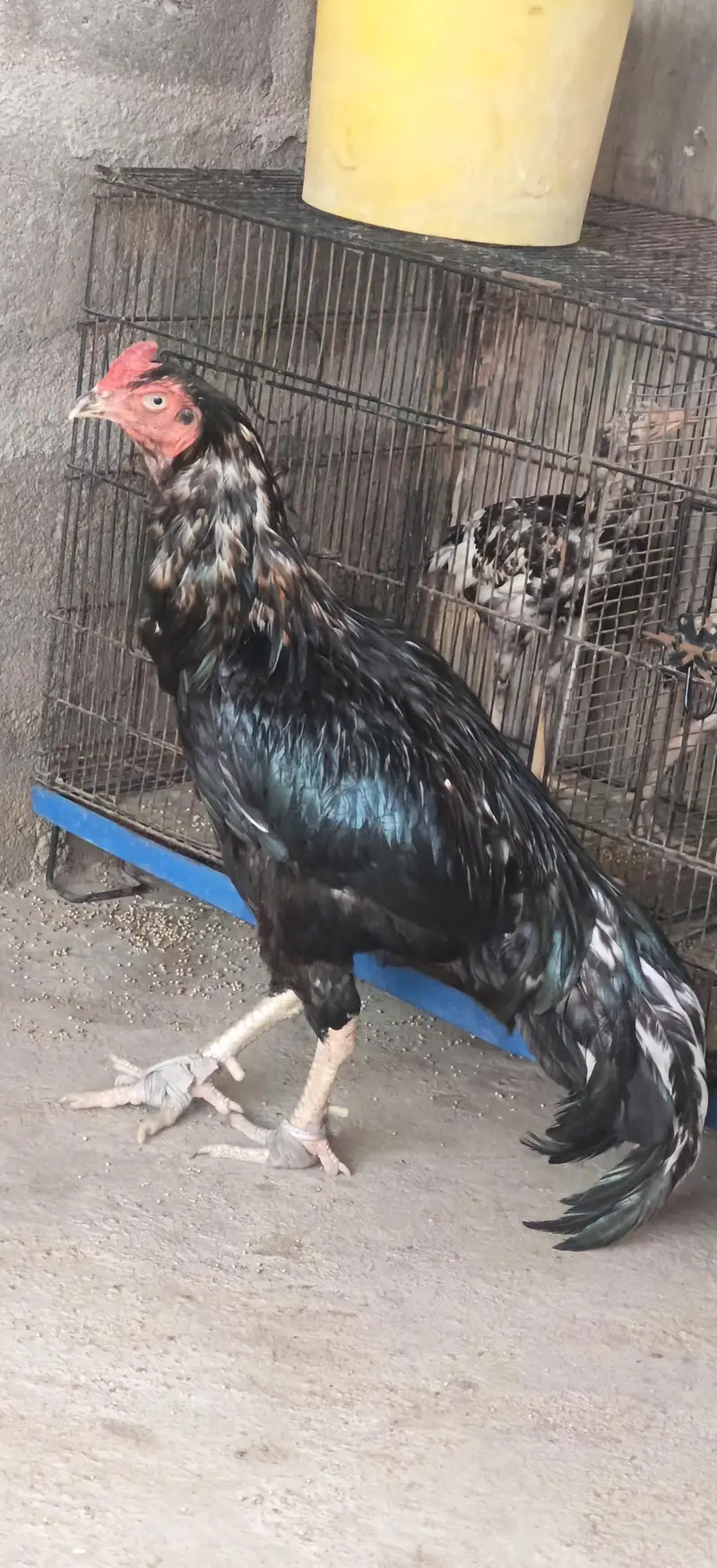 aseel mianwali lassani mushka or as ka 1 kanta bhi tuta hua hy — photo 5