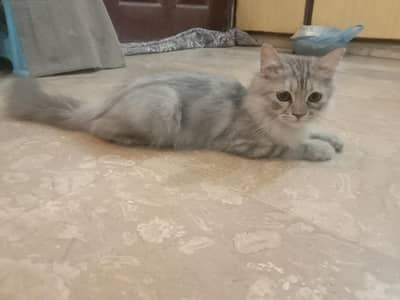 Long Haired Persian Male Kitten