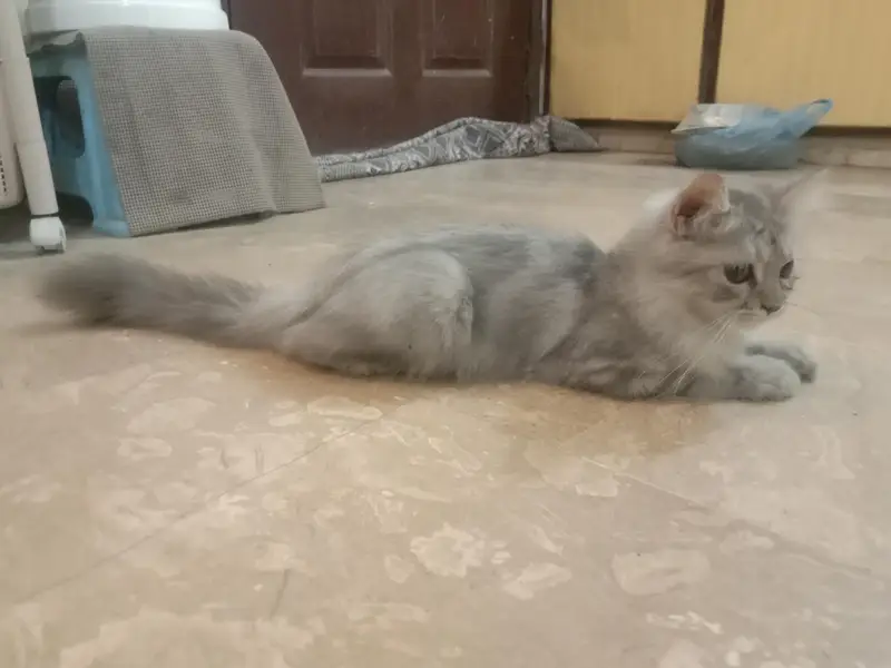 Long Haired Persian Male Kitten — photo 2