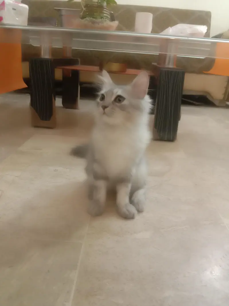 Long Haired Persian Male Kitten — photo 4