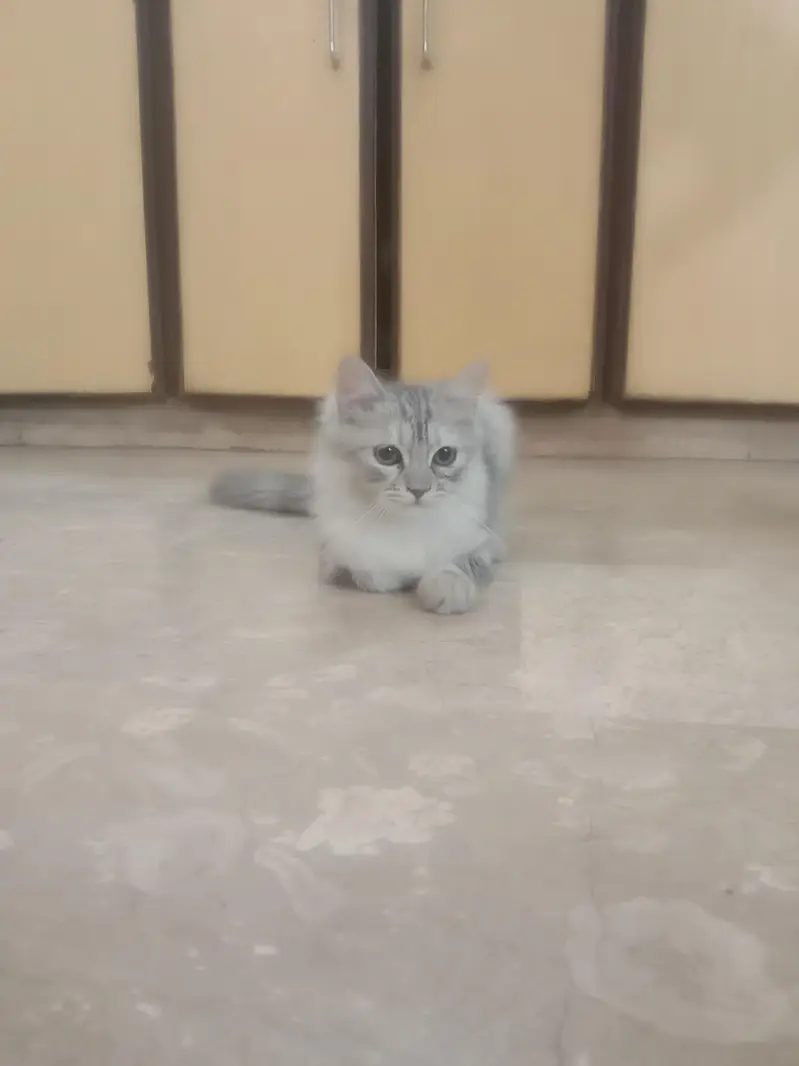 Long Haired Persian Male Kitten — photo 5