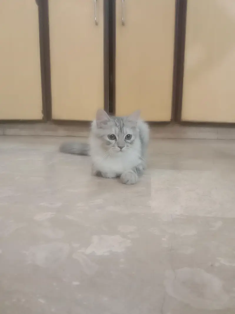 Long Haired Persian Male Kitten — photo 6