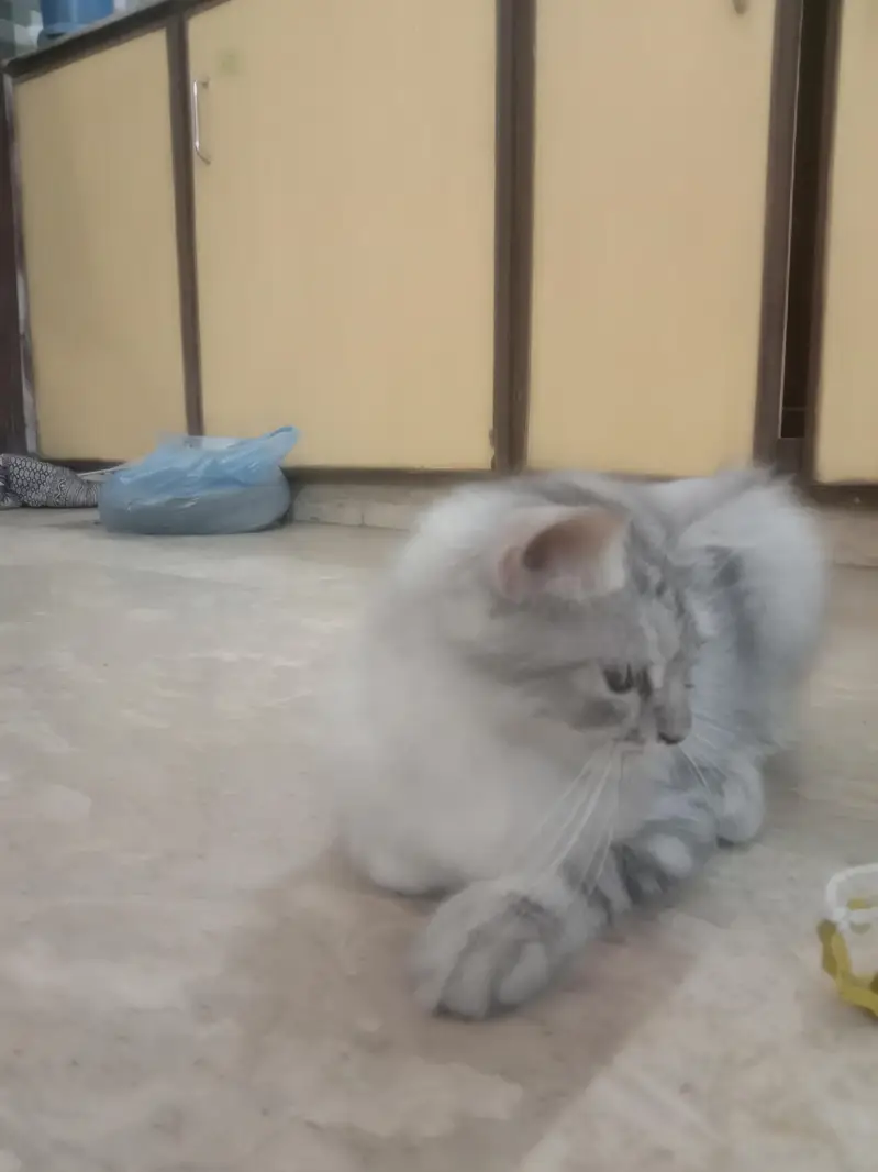 Long Haired Persian Male Kitten — photo 7