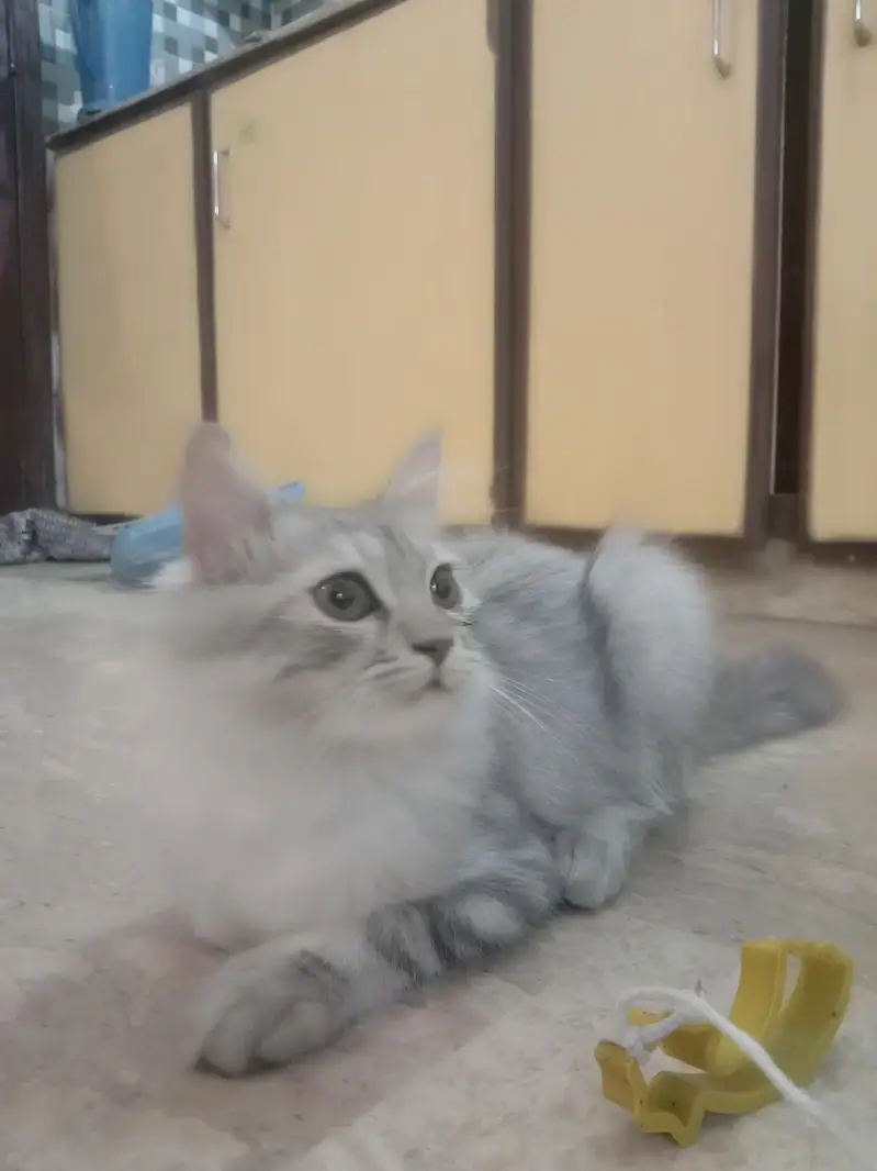 Long Haired Persian Male Kitten — photo 8