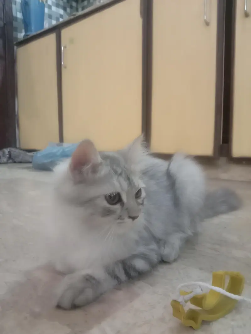 Long Haired Persian Male Kitten — photo 9