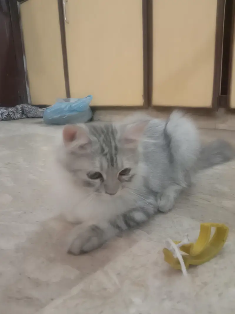 Long Haired Persian Male Kitten — photo 10
