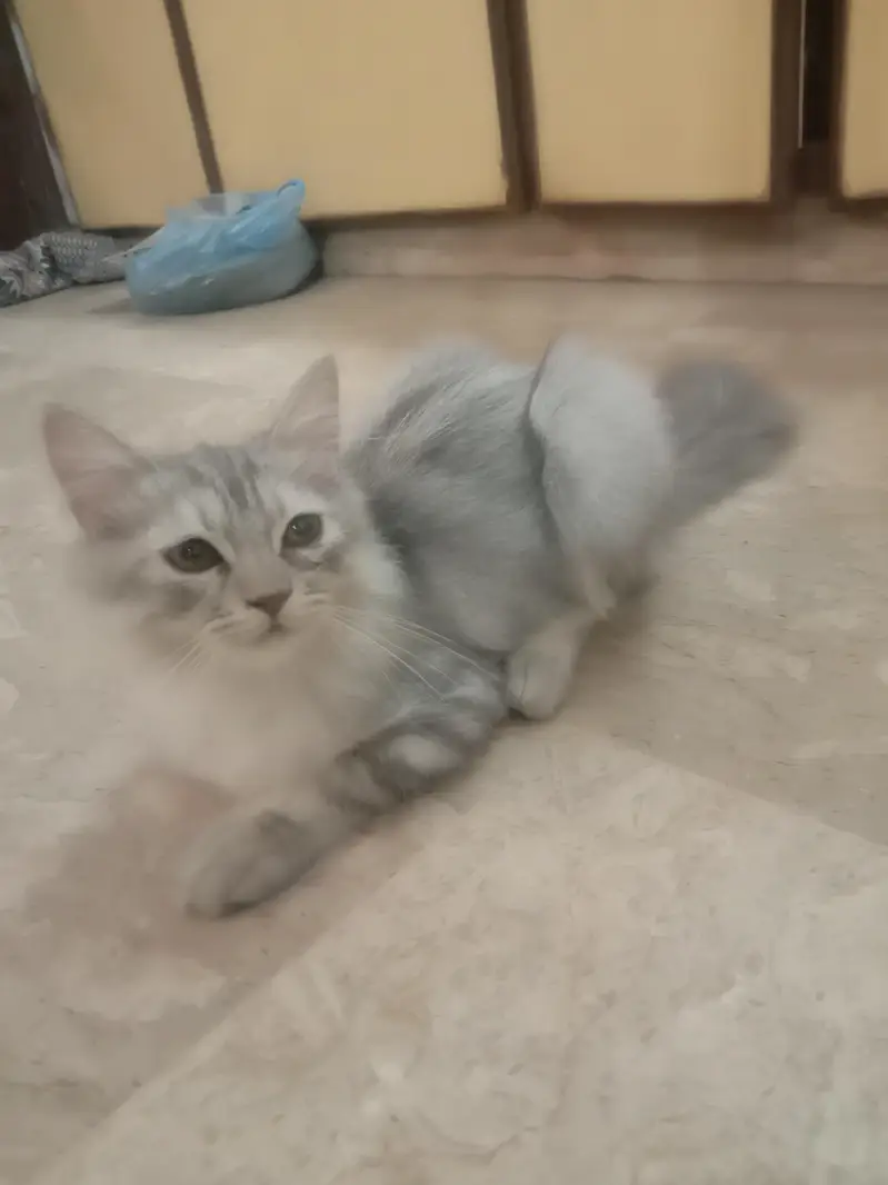 Long Haired Persian Male Kitten — photo 11
