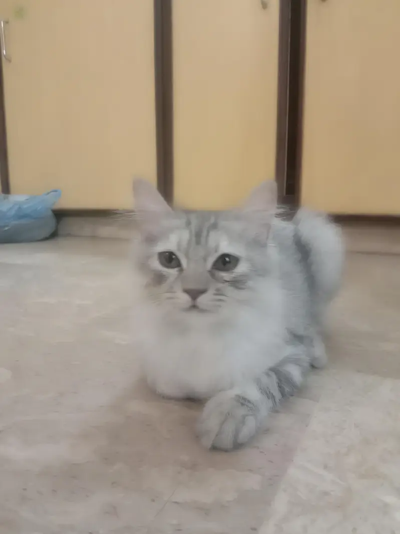 Long Haired Persian Male Kitten — photo 12