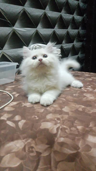 piki face pucha face triple coat kitten