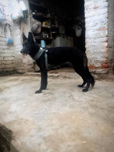 black German shepherd