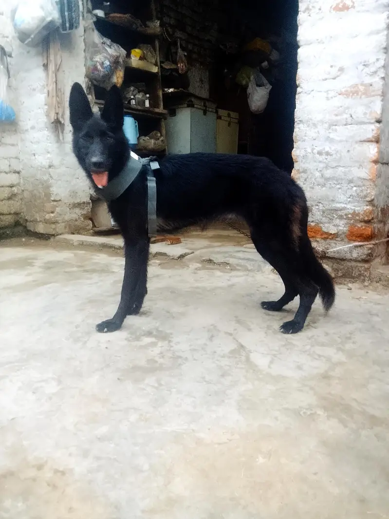black German shepherd — photo 2