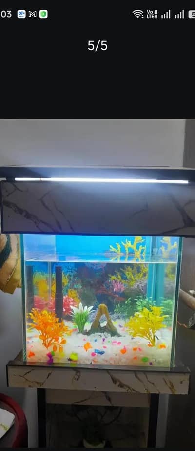 Wooden Fish Aquarium with 6mm thikness glass