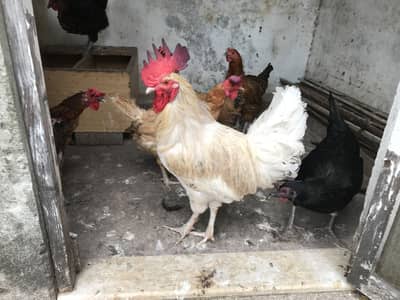 1 Desi Murga and 7 Desi Murgi for sale
