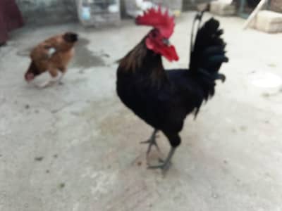 Desi murgha ,roster, Australorp