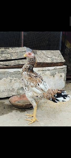 Pkoye Hen for sale
