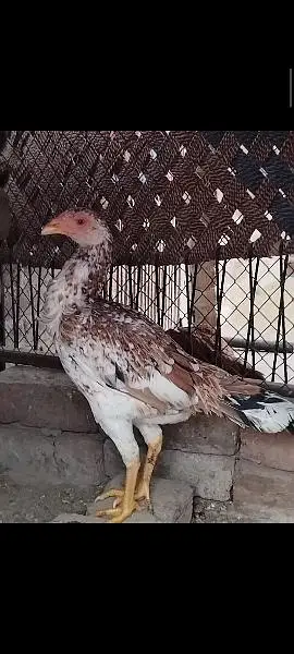 Pkoye Hen for sale — photo 2