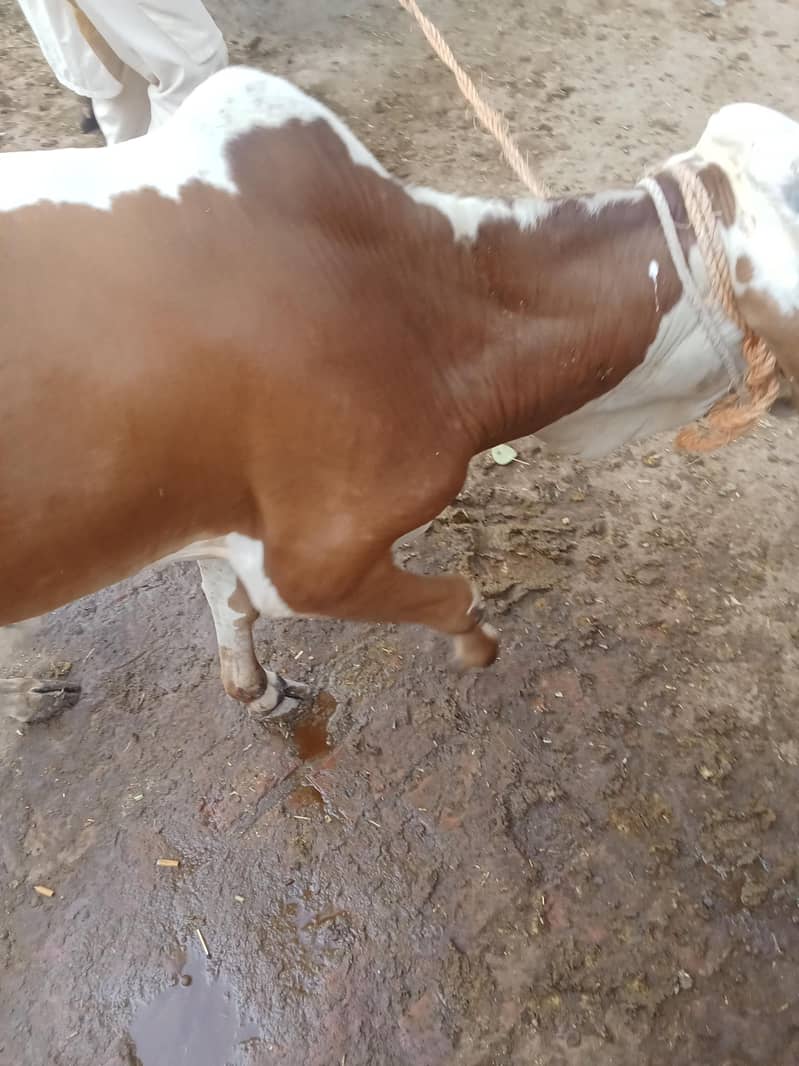 خوبصورت کھیرا بچھڑا فارسیل 1