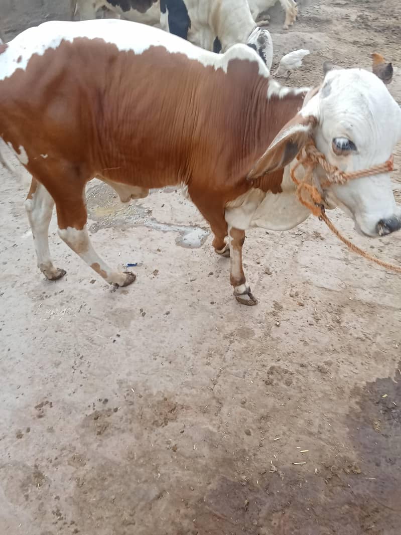 خوبصورت کھیرا بچھڑا فارسیل 2
