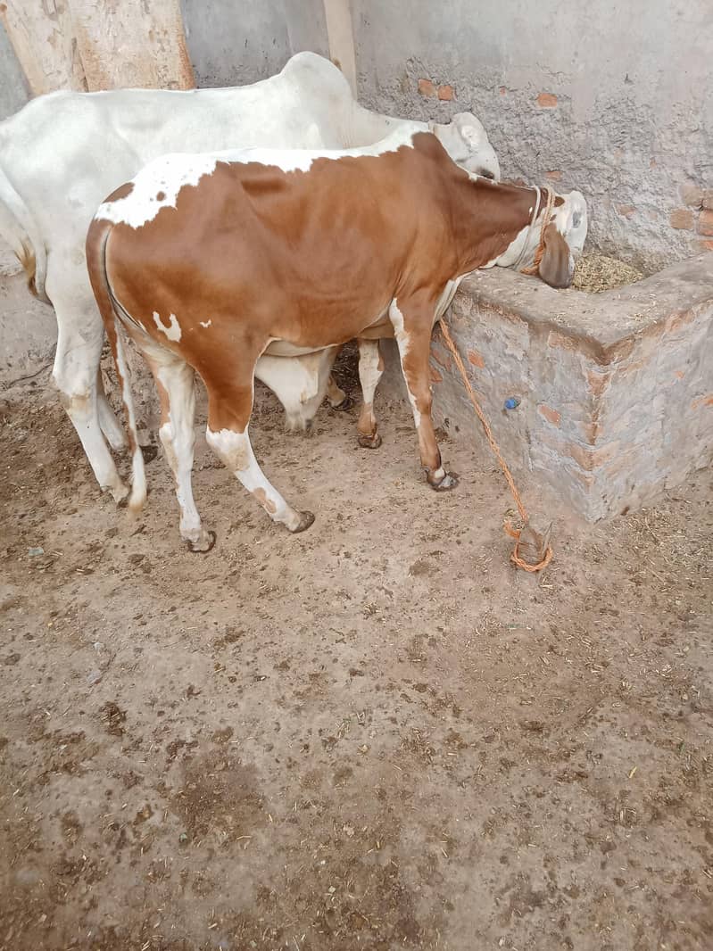 خوبصورت کھیرا بچھڑا فارسیل 3
