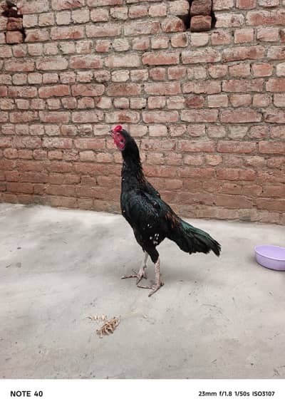 dono same age
