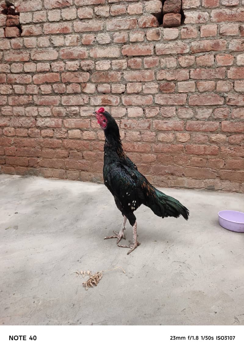 dono same age 0