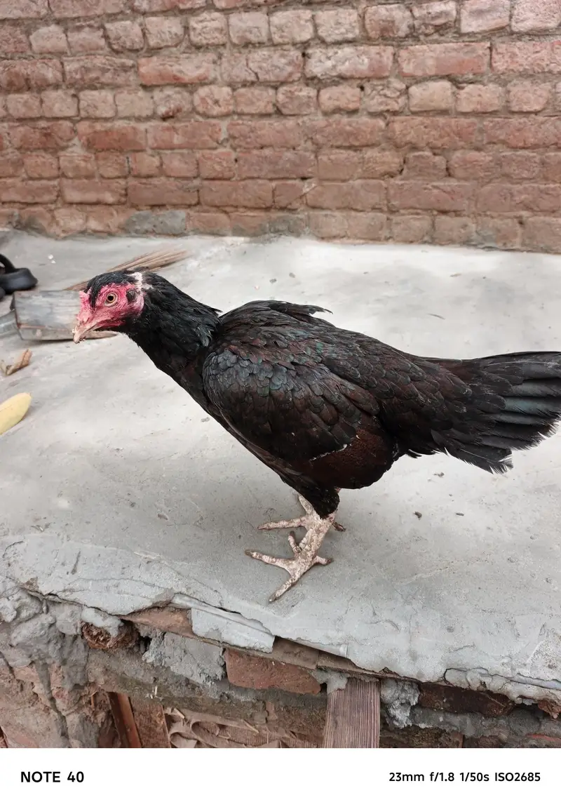 dono same age — photo 7