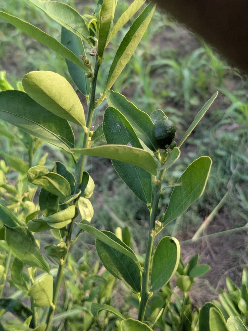 Google Pixel 6 Pro 8