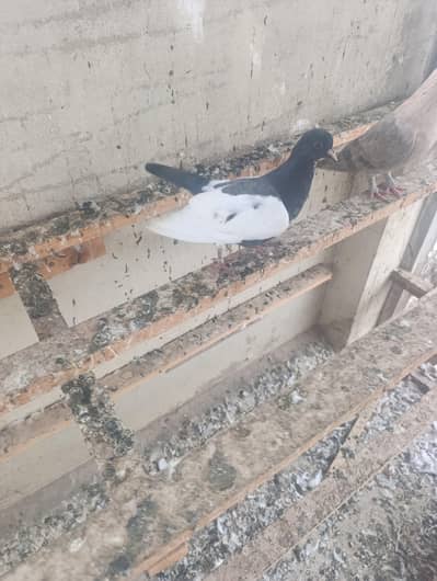 mix gola pigeons