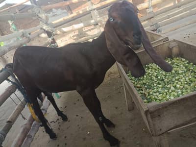 pure Nagri female 2 daant or Fresh 4 Daant Breeder 03166513849