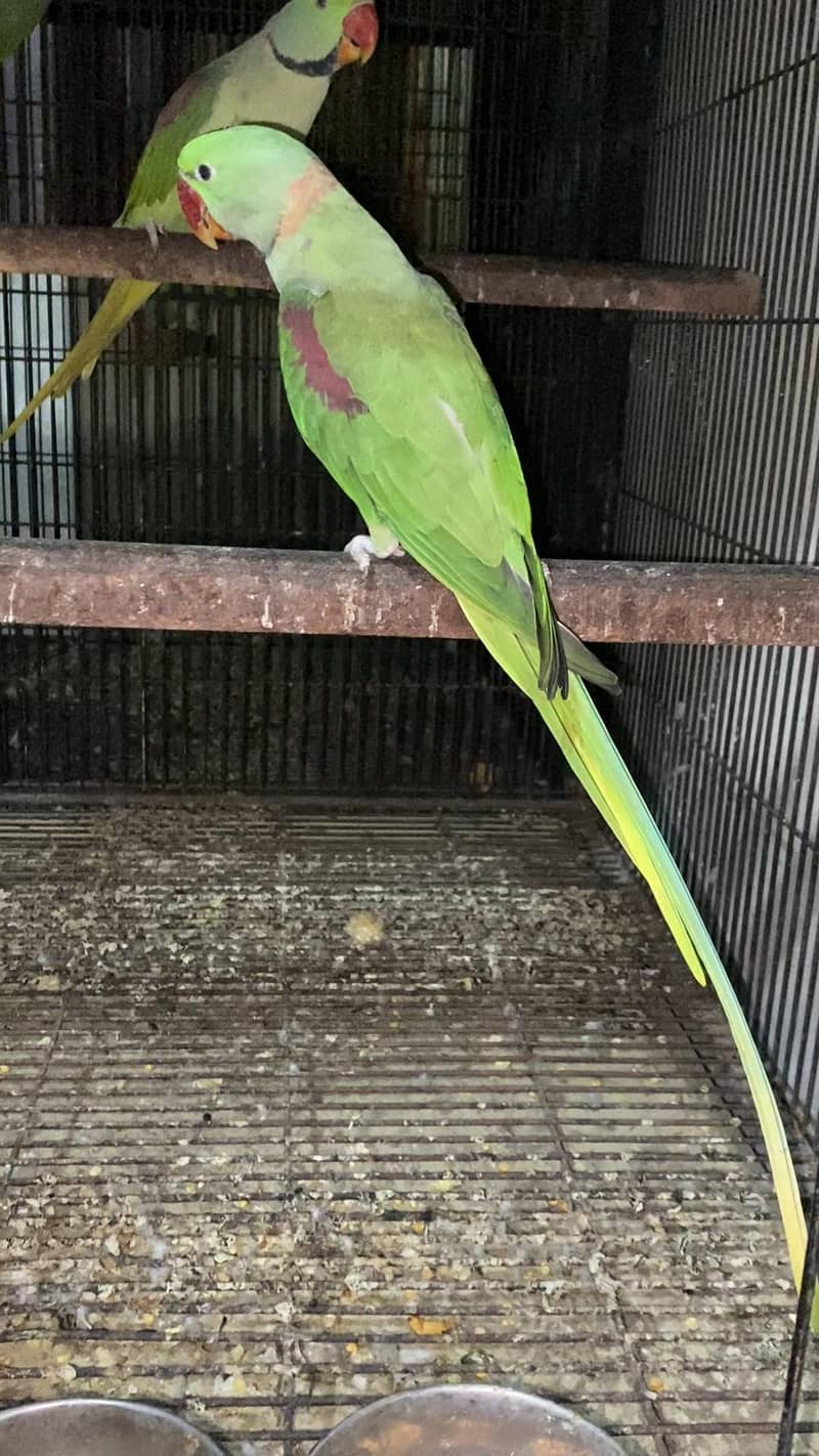 Raw parrots 5