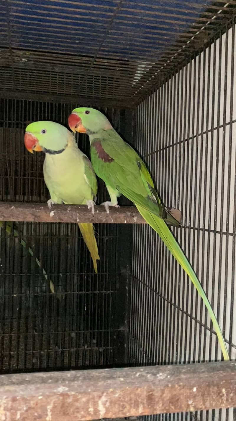 Raw parrots 6