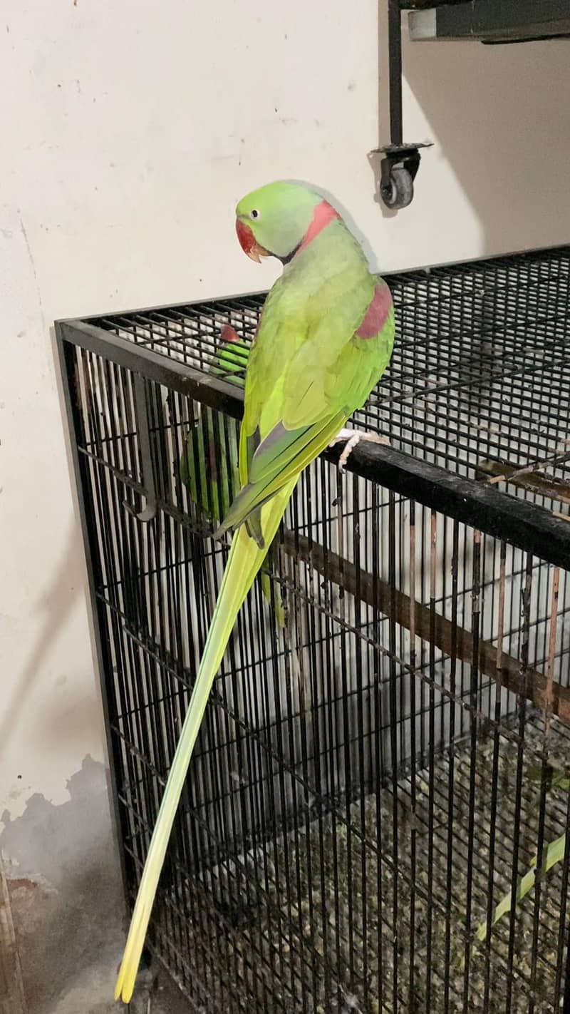 Raw parrots 9