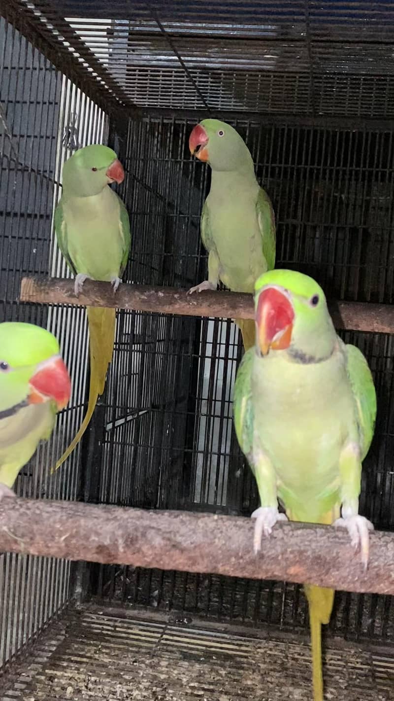 Raw parrots 11