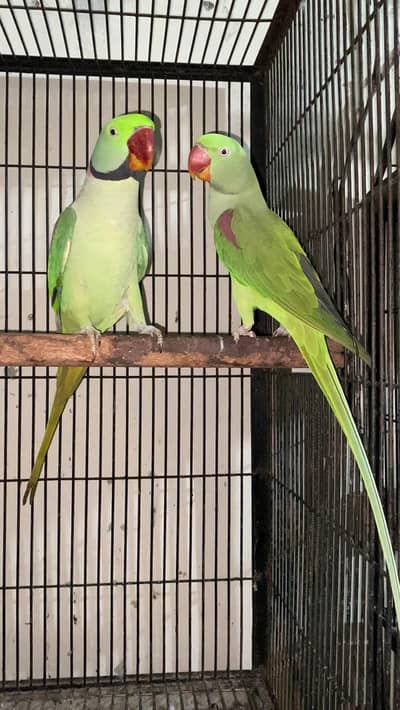 Raw parrots