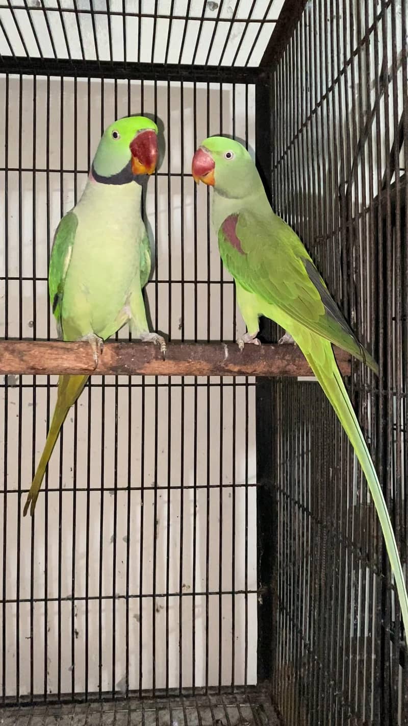 Raw parrots 0