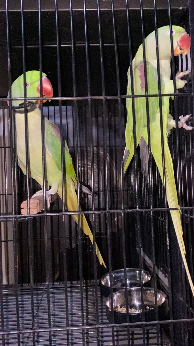 Raw parrots 12