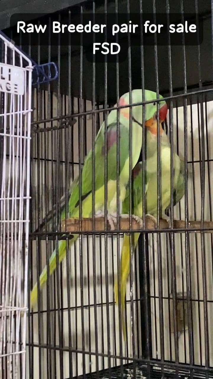 Raw parrots 13
