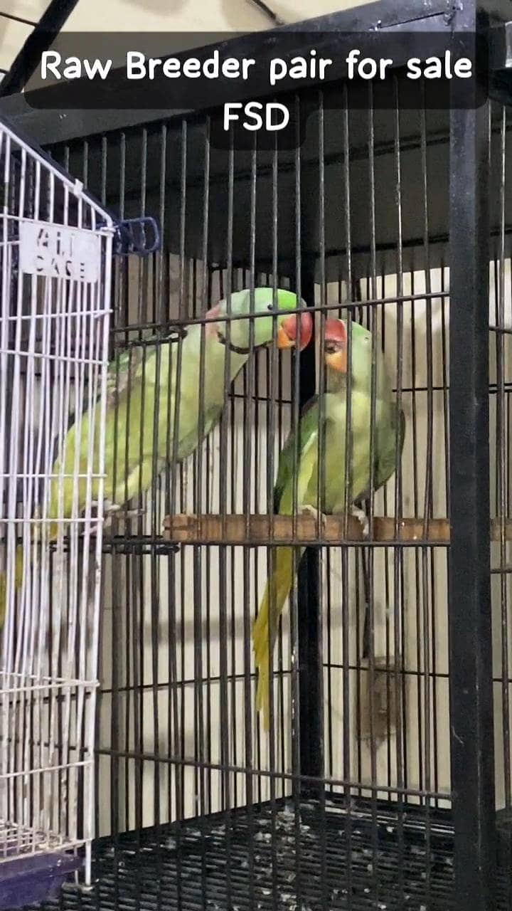 Raw parrots 14