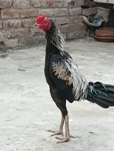 aseel ganoye