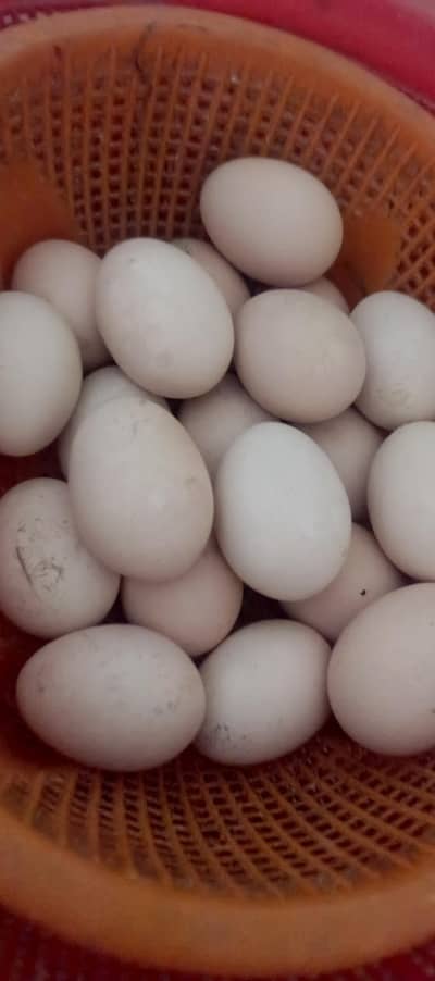 Fresh Aseel Eggs Available