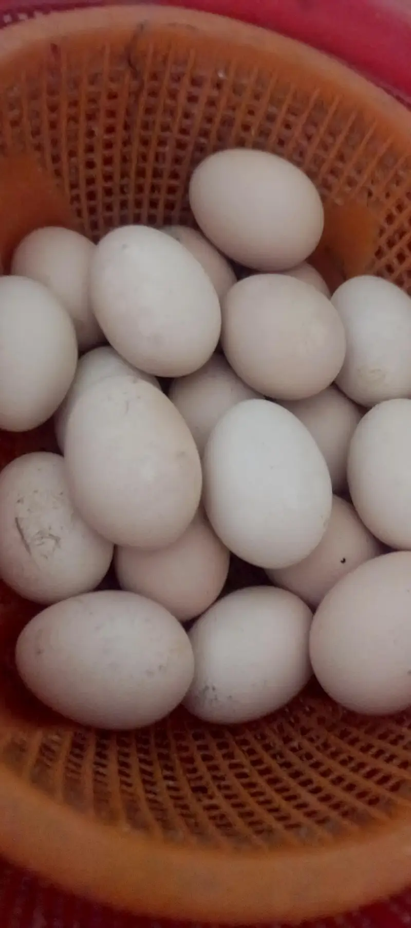 Fresh Aseel Eggs Available