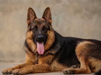 German Shepherd for sale