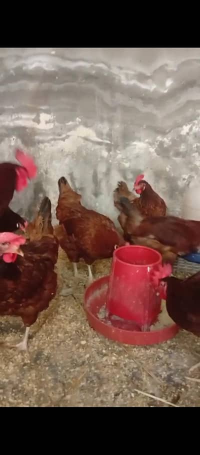 Rhode Island Red (RIR) Pure Breed