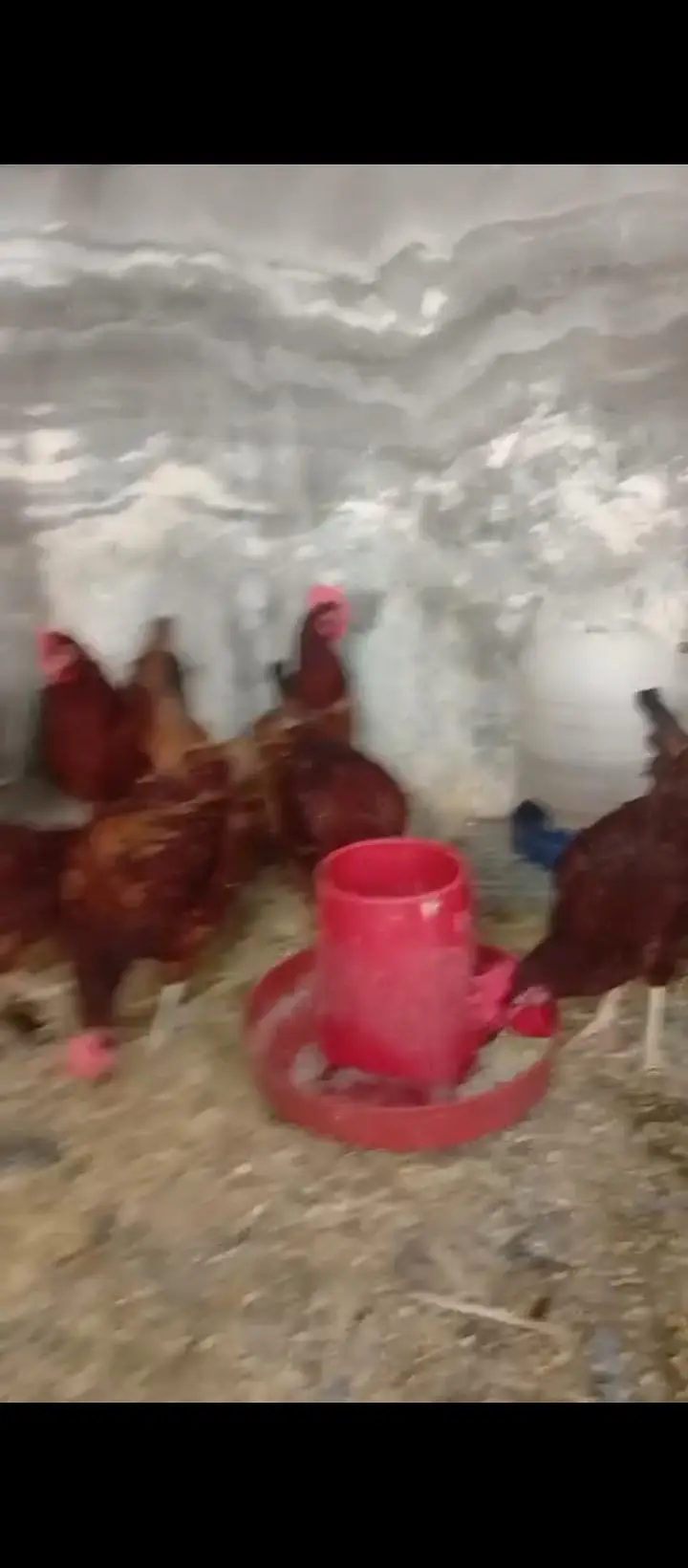 Rhode Island Red (RIR) Pure Breed — photo 2